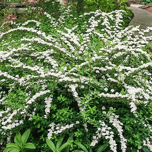 Спирея ниппонская Сноумаунд изображение 1 артикул 9193