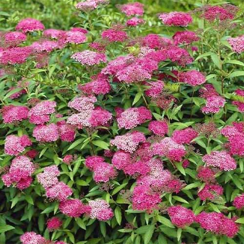 Спирея японская Антони Ватерер изображение 1 артикул 4811