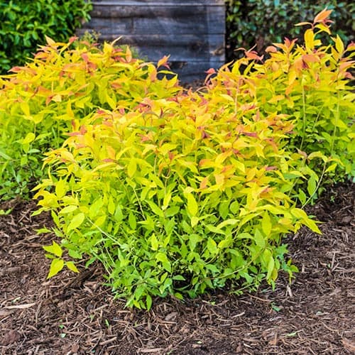 Спирея японская Голдфлейм артикул фото 1 Спирея японская Голдфлейм изображение 1 артикул 9098