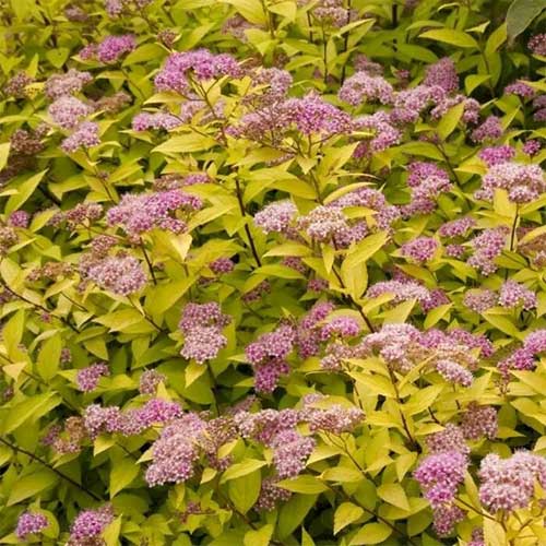 Спирея японская Голдмаунд изображение 1 артикул 01219