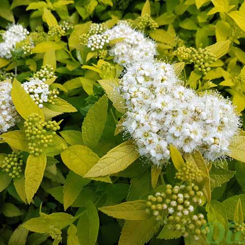 Спирея японская Уайт Голд изображение 2 артикул 9548