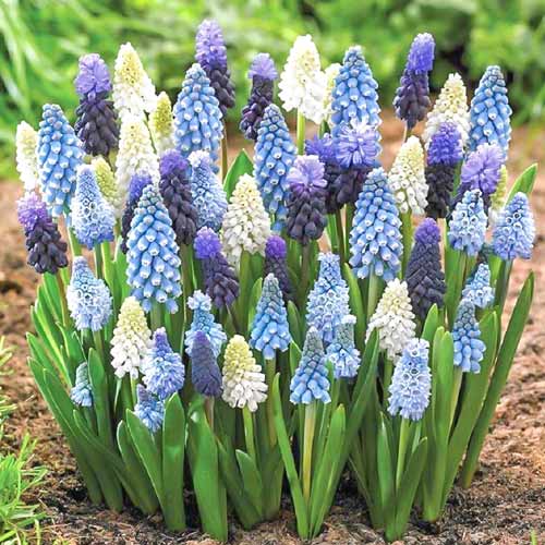 Супер корзина! Комплект мускари арменський, микс изображение 1 артикул 67866