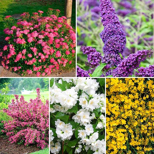 Суперпредложение! Комплект из 5-ти саж Цветущая изгородь изображение 1 артикул 2443