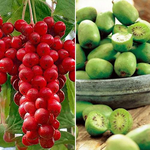 Суперпредложение! Комплект Экзотические ягоды из 2-х саженцев изображение 1 артикул 8485