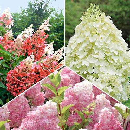 Суперпредложение! Комплект гортензий метельчатых из 3-х саженцев изображение 1 артикул 2415