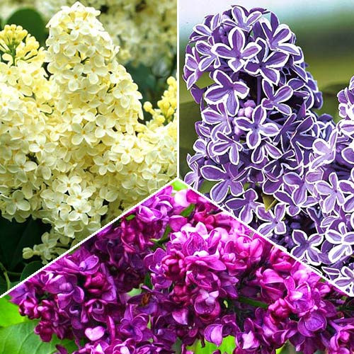 Суперпредложение! Комплект сирени Трио из 3-х саженцев изображение 1 артикул 2440