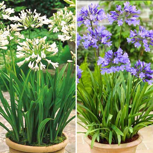 Агапантус, микс изображение 1 артикул 76516