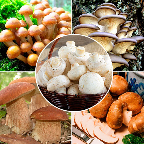 Суперпредложение! Грибы "Выращиваем дома" из 5-ти упаковок изображение 1 артикул 9756