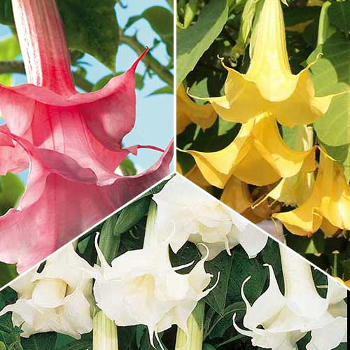 Комплект бругмансии Ангел из 3 саженцев изображение 1 артикул 76658