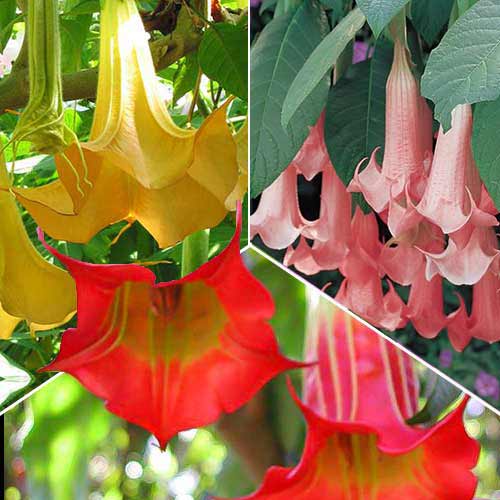 Комплект бругмансии из 3 саженцев изображение 1 артикул 76657