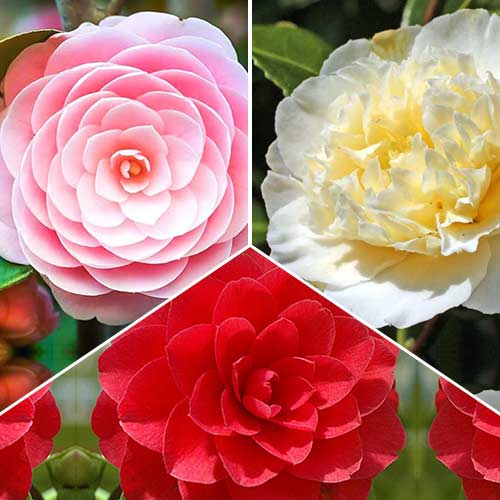 Комплект камелии японской из 3 сортов изображение 1 артикул 76659