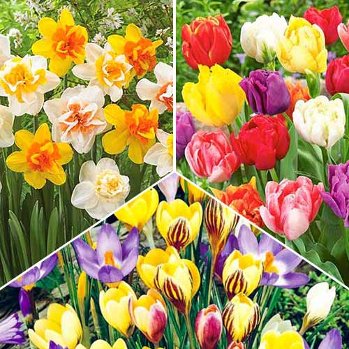 Суперпредложение! Коллекция луковиц Cottage Garden из 3 сортов изображение 1 артикул 70319