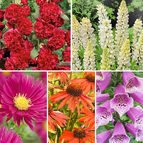 Комплект многолетников Cottage Garden из 5 сортов изображение 1 артикул 76630