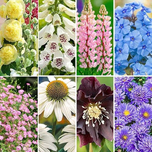 Комплект многолетников Cottage Garden из 8 сортов изображение 1 артикул 76631