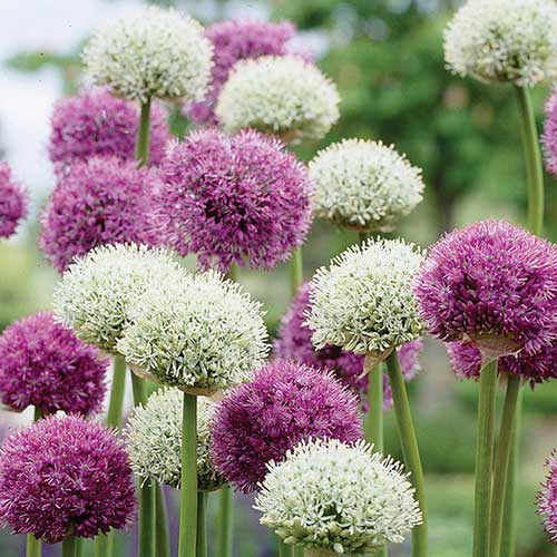 Комплект аллиумов Гиганты из 2 луковиц изображение 1 артикул 70318