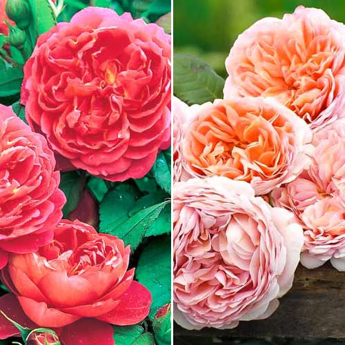 Суперпредложение! Комплект английских роз Дуо из 2 сортов изображение 1 артикул 3603