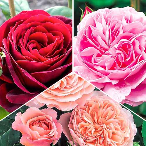 Суперпредложение! Комплект из 3 сортов английских роз Триколор изображение 1 артикул 2323