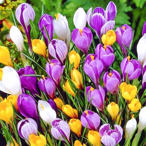 Комплект ботанических крокусов, микс из 35-ти луковиц изображение 1 артикул 67911