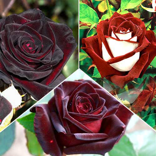 Суперпредложение! Комплект роз чайно-гибридных Ред Стар изображение 1 артикул 2719