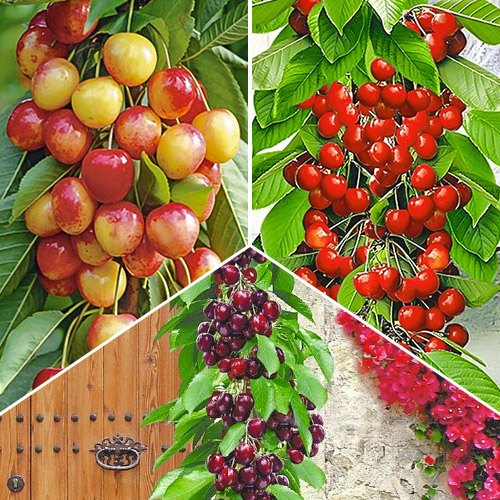 Комплект колоновидных черешен Трио из 3 саженцев изображение 1 артикул 1968