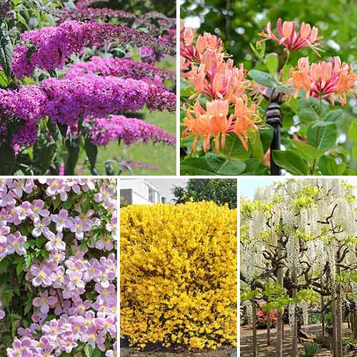 Суперпредложение! Комплект Цветущая изгородь из 5 саженцев изображение 1 артикул 9191