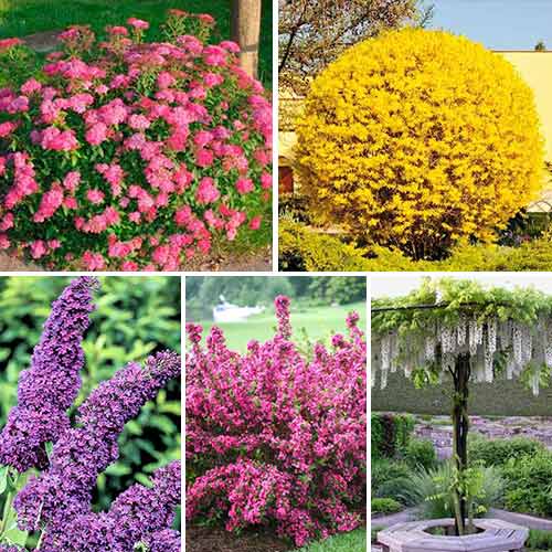 Суперпредложение! Комплект из 5 саженцев Цветущая изгородь изображение 1 артикул 9186