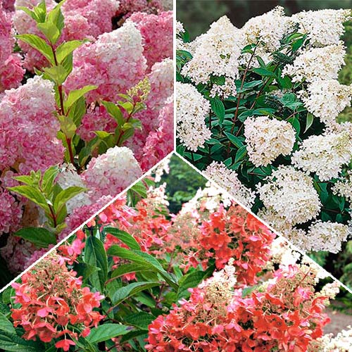 Суперпредложение! Комплект декоративной гортензии, 3 саж изображение 1 артикул 2556