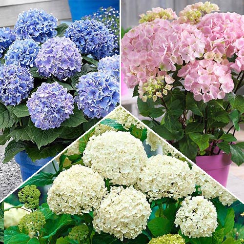 Суперпредложение! Комплект декоративной гортензии  из 3 саженцев артикул фото 1 Суперпредложение! Комплект декоративной гортензии  из 3 саженцев изображение 1 артикул 2559
