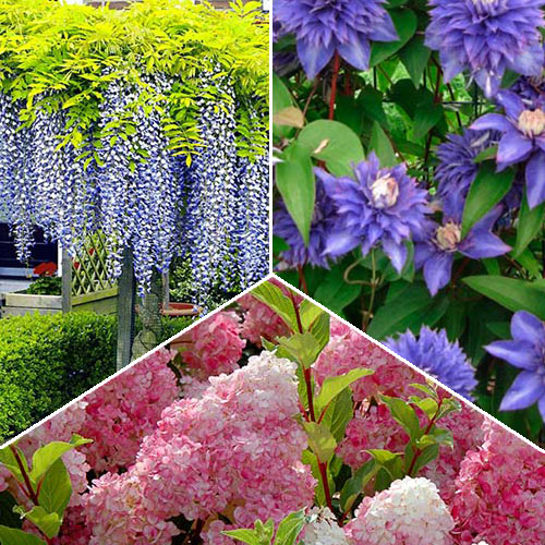 Суперпредложение! Комплект декоративных кустарников из 3-х саженцев артикул фото 1 Суперпредложение! Комплект декоративных кустарников из 3-х саженцев изображение 1 артикул 2553