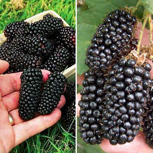 Комплект ежевики Ягодный десерт из 2 саженцев изображение 1 артикул 7641