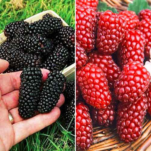 Комплект ежевики и ежемалины из 2 саженцев изображение 1 артикул 7643
