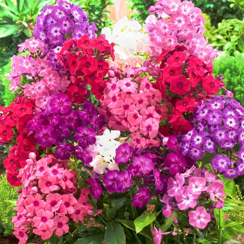 Суперпредложение! Комплект из 5-ти флоксов Микс цветов изображение 1 артикул 2984