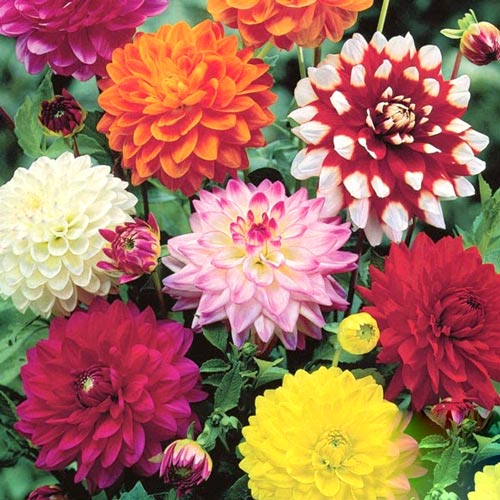 Суперпредложение! Комплект Георгин декоративных из 8 луковиц изображение 1 артикул 2986