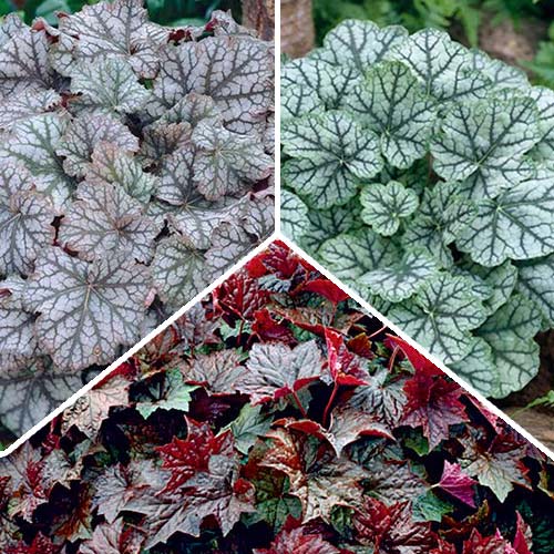 Суперпредложение! Комплект Гейхер из 3-х сортов изображение 1 артикул 2987