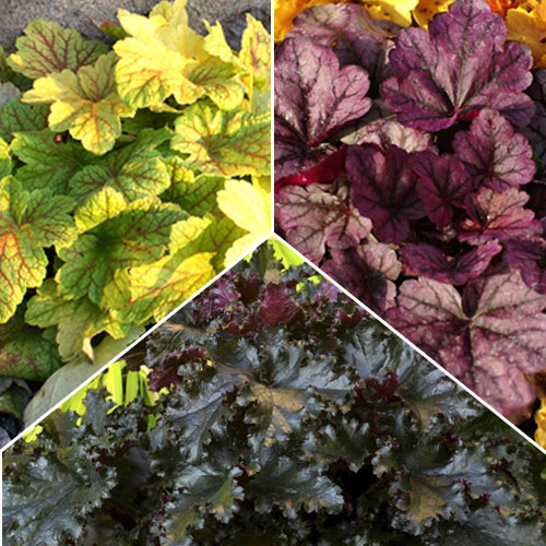 Суперпредложение! Гейхера з 3-х сортов изображение 1 артикул 7289