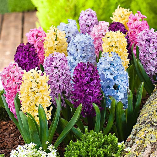 Суперпредложение! Комплект Гиацинт, микс из 15-ти луковиц изображение 1 артикул 67938