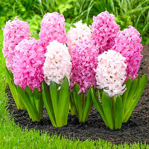 Комплект гиацинтов из 14-ти луковиц изображение 1 артикул 67910