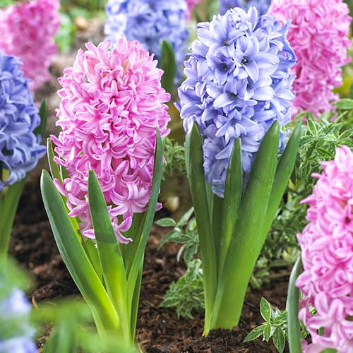 Суперпредложение! Комплект гиацинтов из 2-х сортов изображение 1 артикул 68094