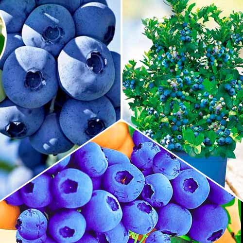 Комплект голубик Гиганты из 3 саженцев изображение 1 артикул 9257