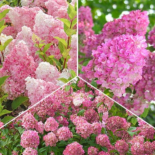 Комплект гортензий в розовых тонах из 3 саженцев артикул фото 1 Комплект гортензий в розовых тонах из 3 саженцев изображение 1 артикул 9111
