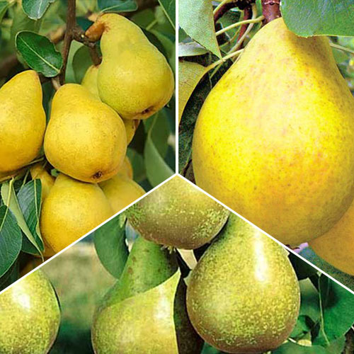 Комплект груш Трио из 3 саженцев изображение 1 артикул 7943