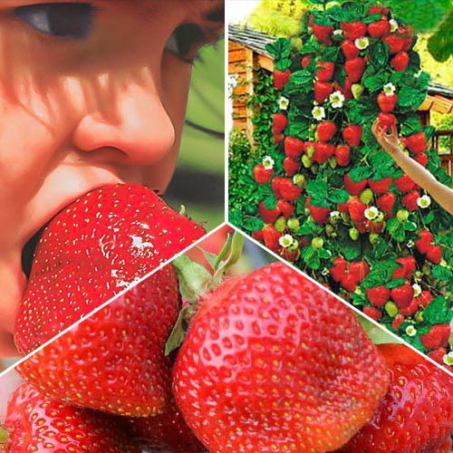 Суперпредложение! Комплект Хит сезона из 3 сортов земляники изображение 1 артикул 9824