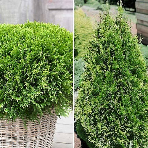 Комплект Хвойный дуэт из 2 саженцев изображение 1 артикул 9468