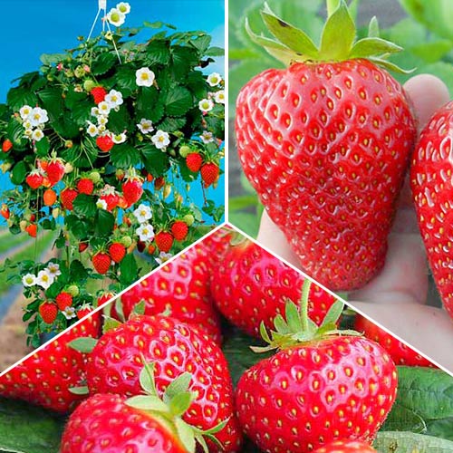 Суперпредложение! Комплект из 3-х сортов земляники Круглый год изображение 1 артикул 4916