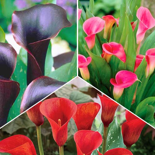 Суперпредложение! Комплект калл из 3 сортов изображение 1 артикул 76518