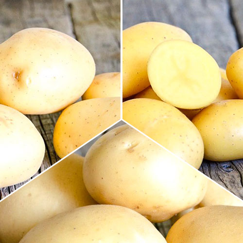 Комплект картофеля Скороспелый из 3 сортов изображение 1 артикул 7868