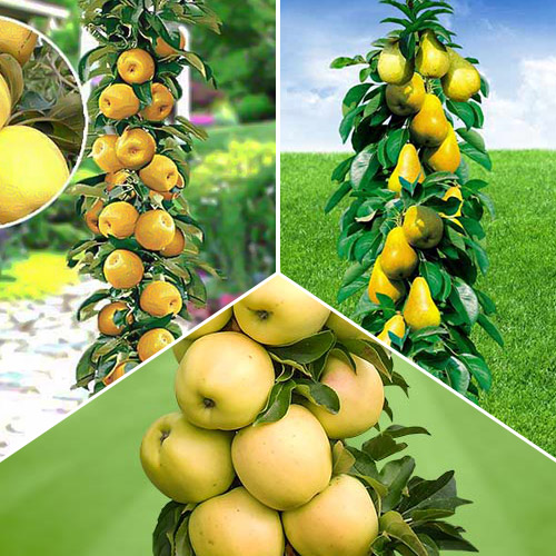 Комплект колоновидных деревьев Осенняя удача из 3 саженцев изображение 1 артикул 1935