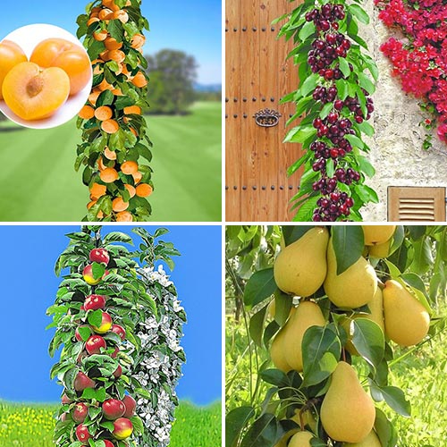 Комплект колоновидных деревьев Покорение Сибири из 4 саженцев изображение 1 артикул 1938