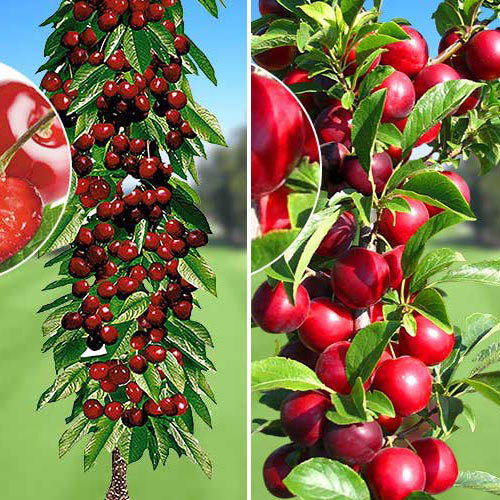 Комплект колоновидных деревьев Урожайная парочка из 2 саженцев изображение 1 артикул 1937