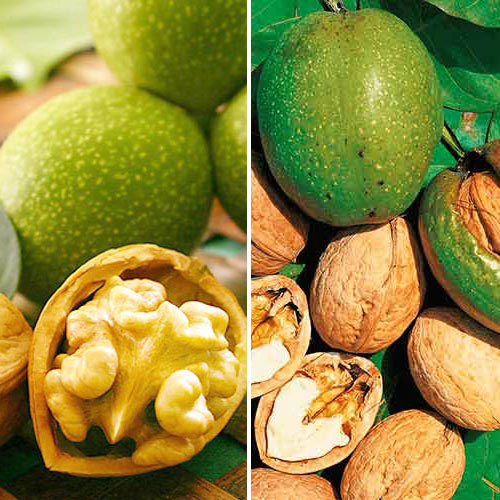 Комплект Крепкие орешки из 2 саженцев изображение 1 артикул 7944